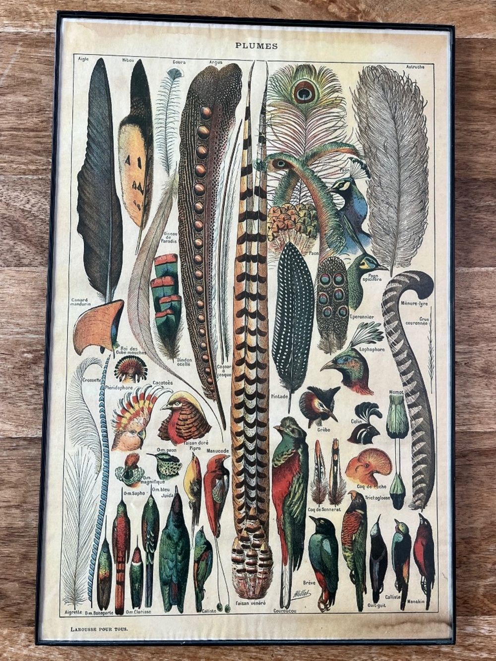 Vintage Plumes Print with Black Frame
